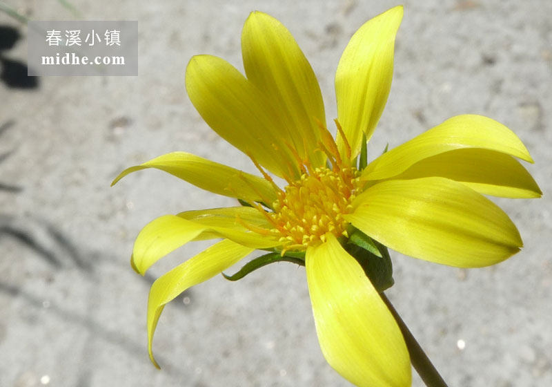 勋章菊-春溪小镇