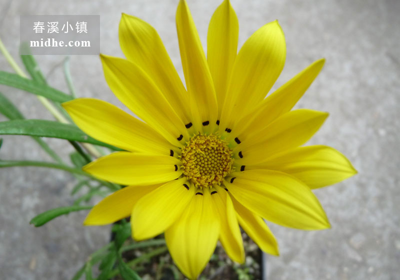 勋章菊-春溪小镇