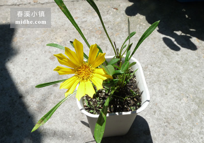 勋章菊-春溪小镇