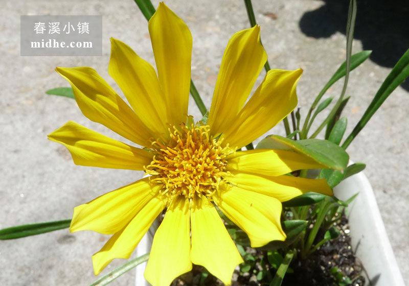 勋章菊-春溪小镇