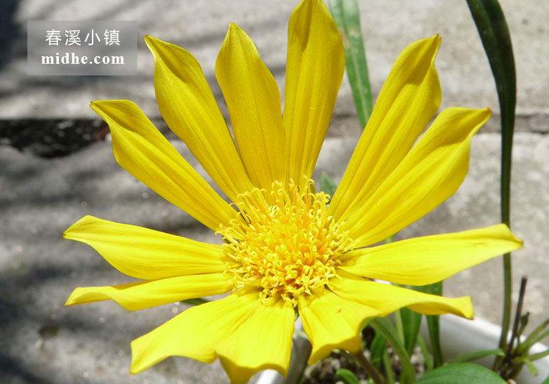 勋章菊-春溪小镇