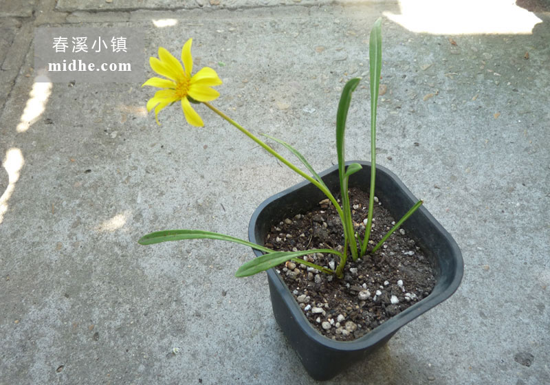 勋章菊-春溪小镇