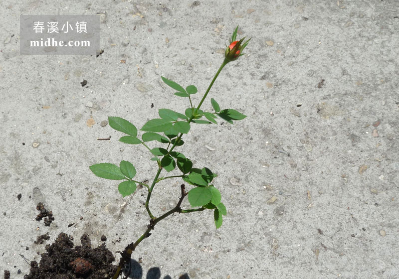 微型月季月月红-春溪小镇
