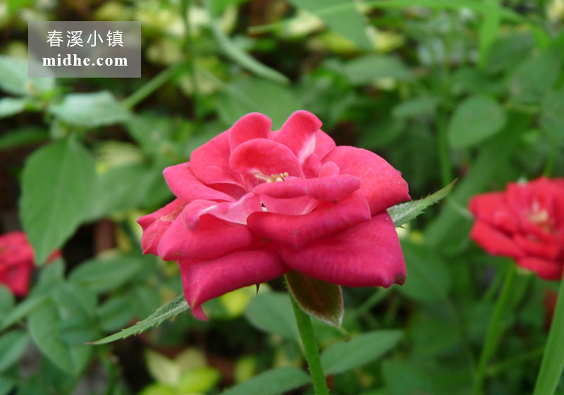 微型月季月月红-春溪小镇