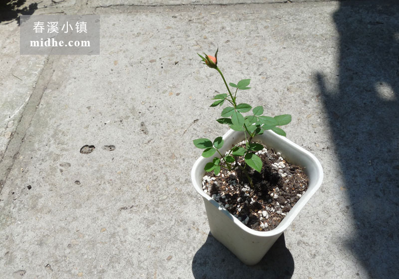 微型月季月月红-春溪小镇