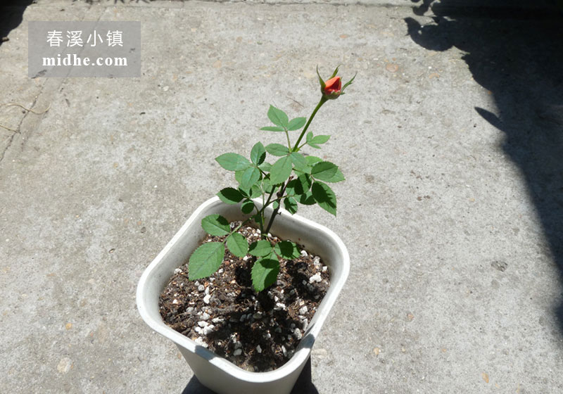 微型月季月月红-春溪小镇