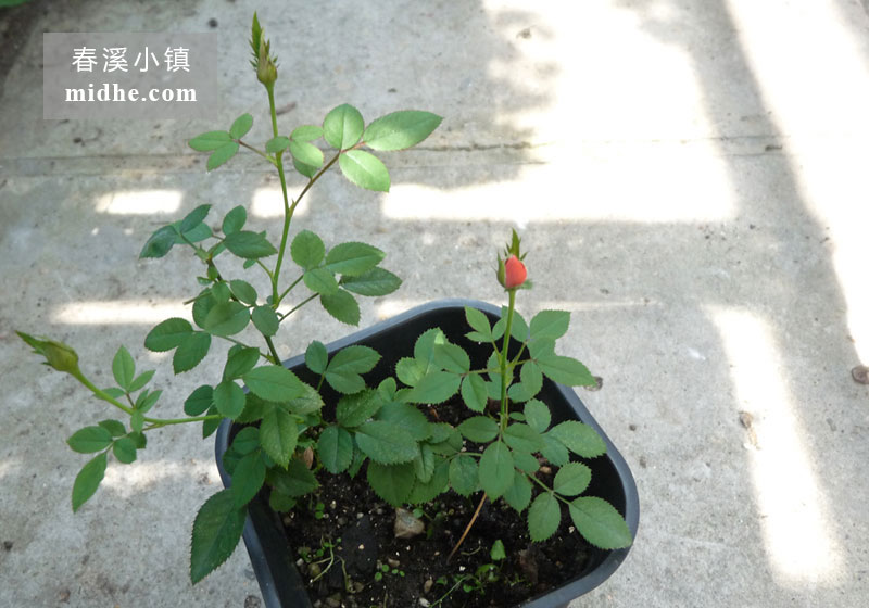 微型月季月月红-春溪小镇