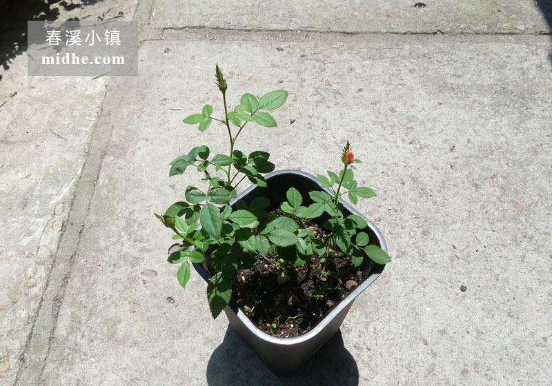 微型月季月月红-春溪小镇