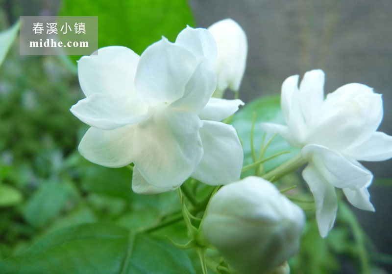 茉莉花-春溪小镇
