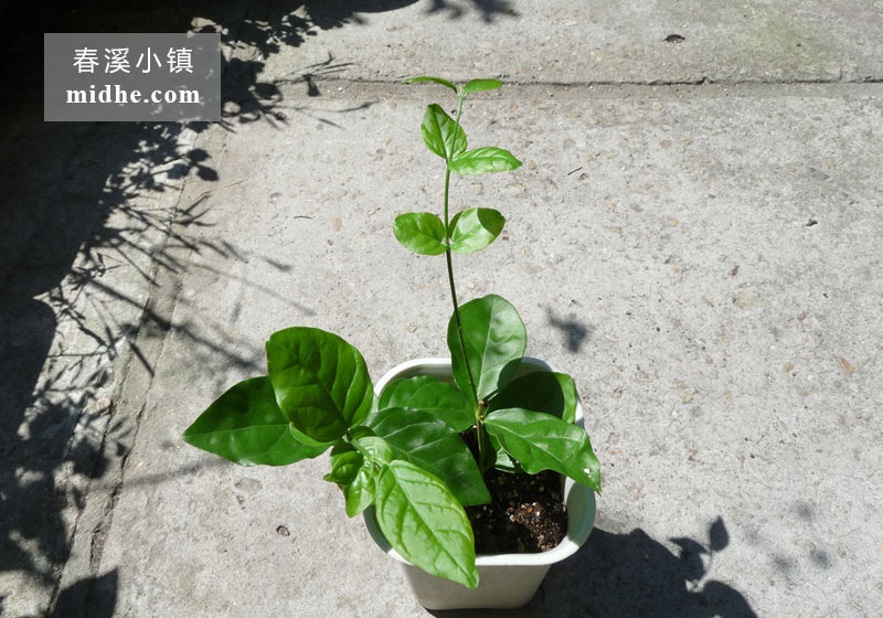 茉莉花-春溪小镇