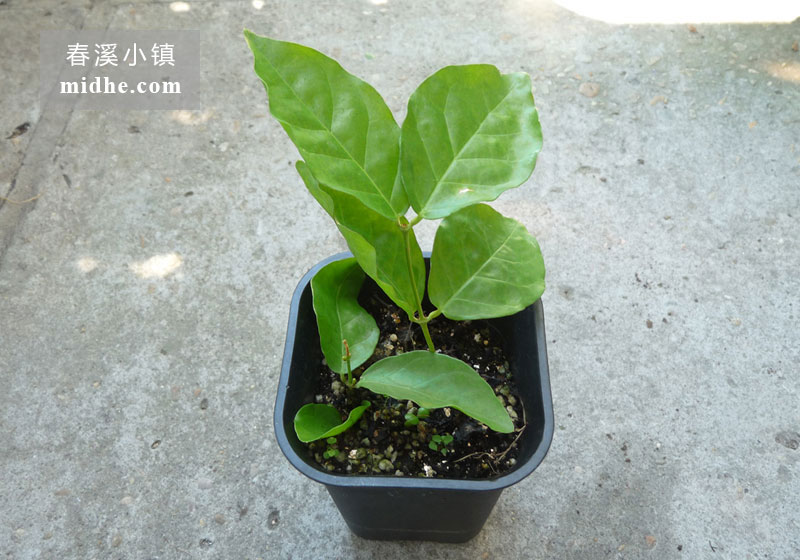 茉莉花-春溪小镇