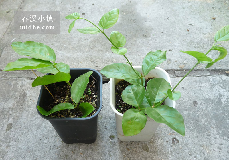 茉莉花-春溪小镇