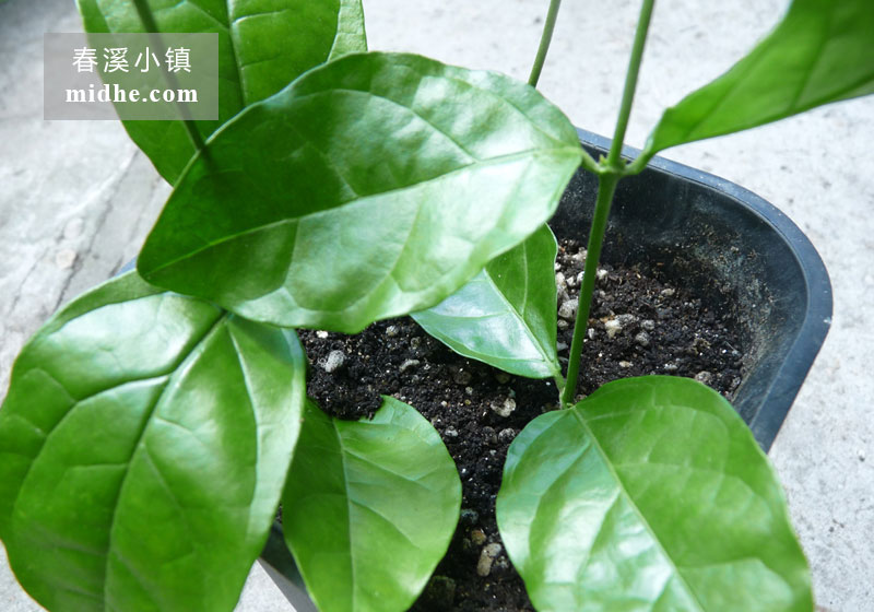 茉莉花-春溪小镇