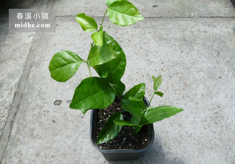 茉莉花-春溪小镇