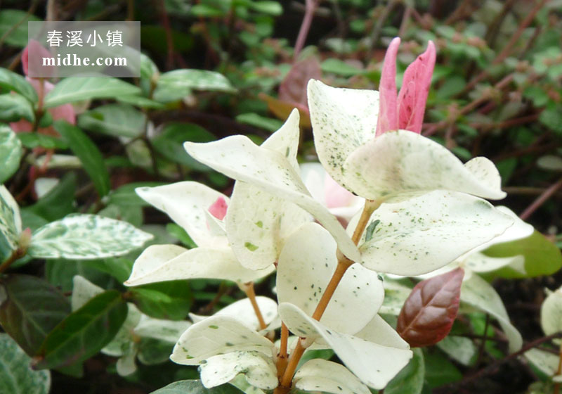 花叶络石-春溪小镇