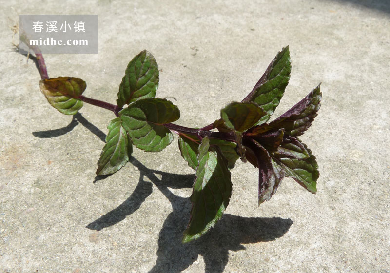 胡椒薄荷-春溪小镇
