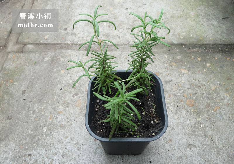 迷迭香-春溪小镇