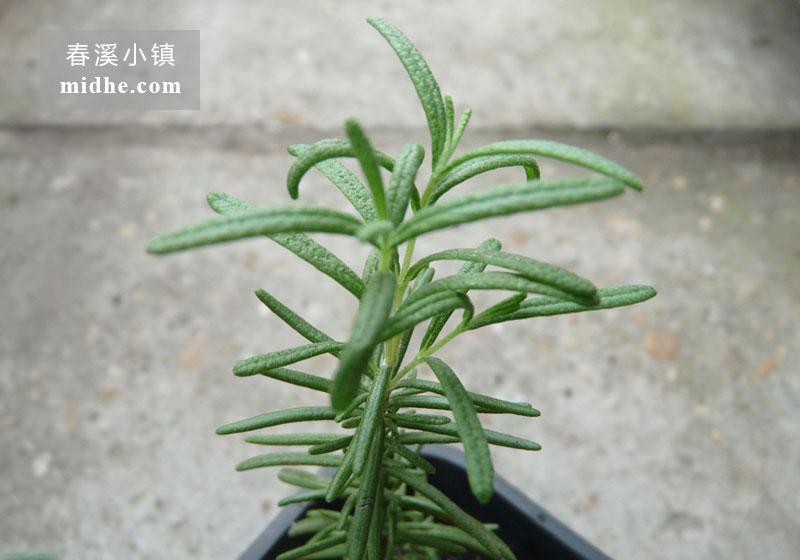 迷迭香-春溪小镇