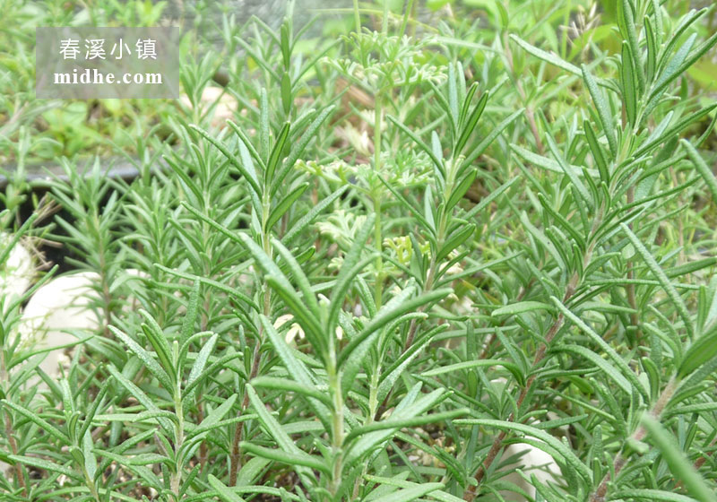 迷迭香-春溪小镇