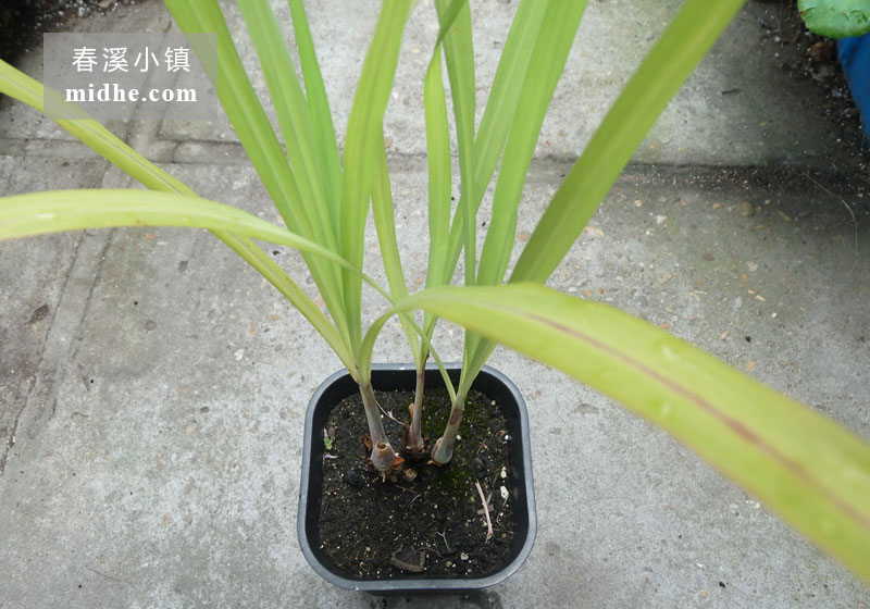 柠檬香茅-春溪小镇
