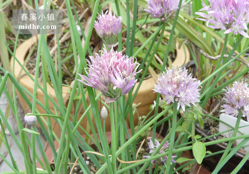 西洋细葱-春溪小镇