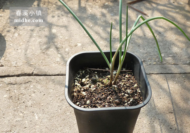 西洋细葱-春溪小镇