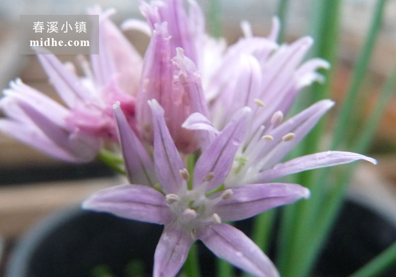 西洋细葱-春溪小镇