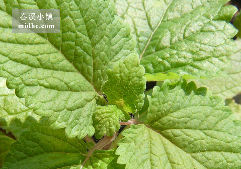 柠檬薄荷-春溪小镇