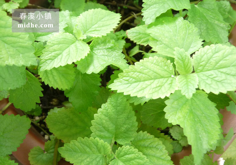 柠檬薄荷-春溪小镇