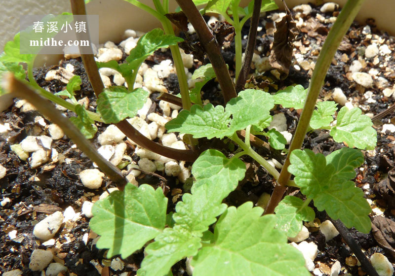 柠檬薄荷-春溪小镇