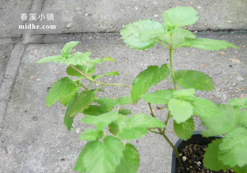 柠檬薄荷-春溪小镇