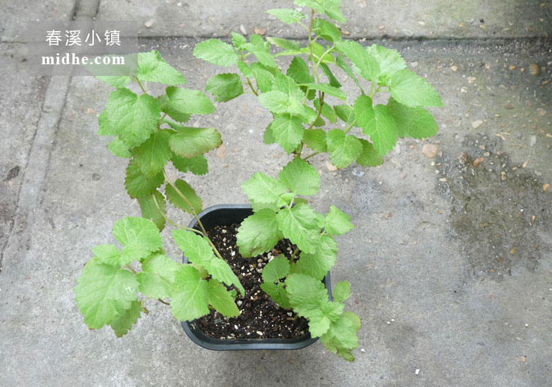 柠檬薄荷-春溪小镇