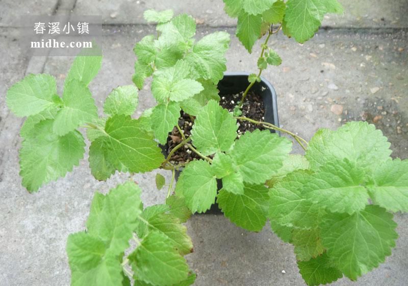 柠檬薄荷-春溪小镇