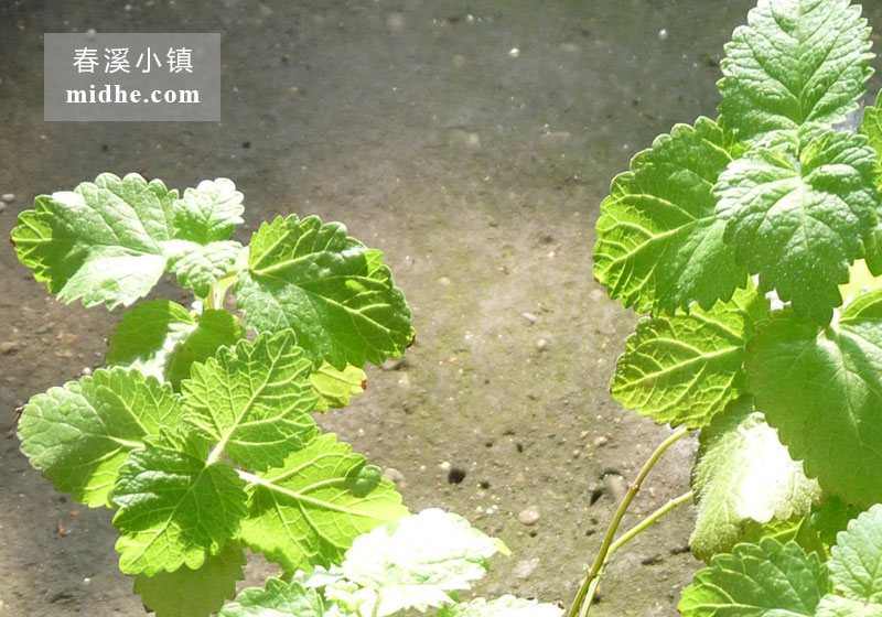 柠檬薄荷-春溪小镇
