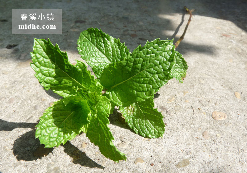 留兰香薄荷-春溪小镇