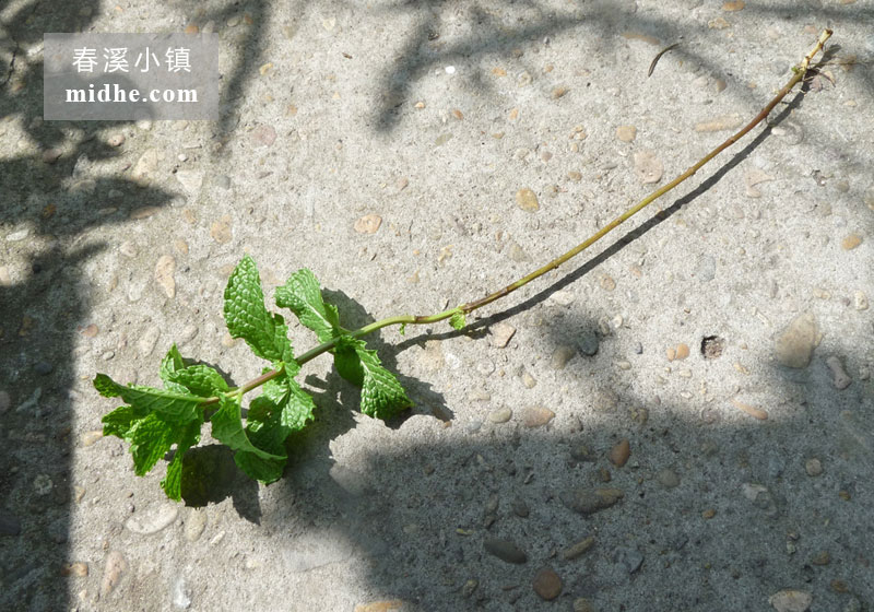 留兰香薄荷-春溪小镇