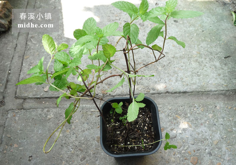 留兰香薄荷-春溪小镇