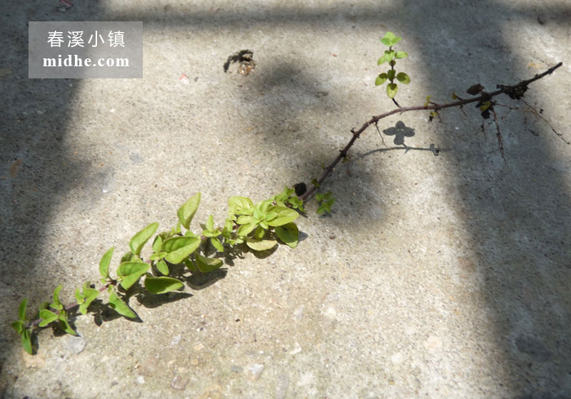 希腊密叶牛至-春溪小镇