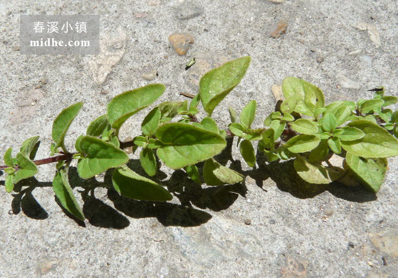 希腊密叶牛至-春溪小镇